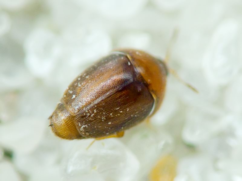 Sericoderus lateralis (Gyllenhal, 1827)